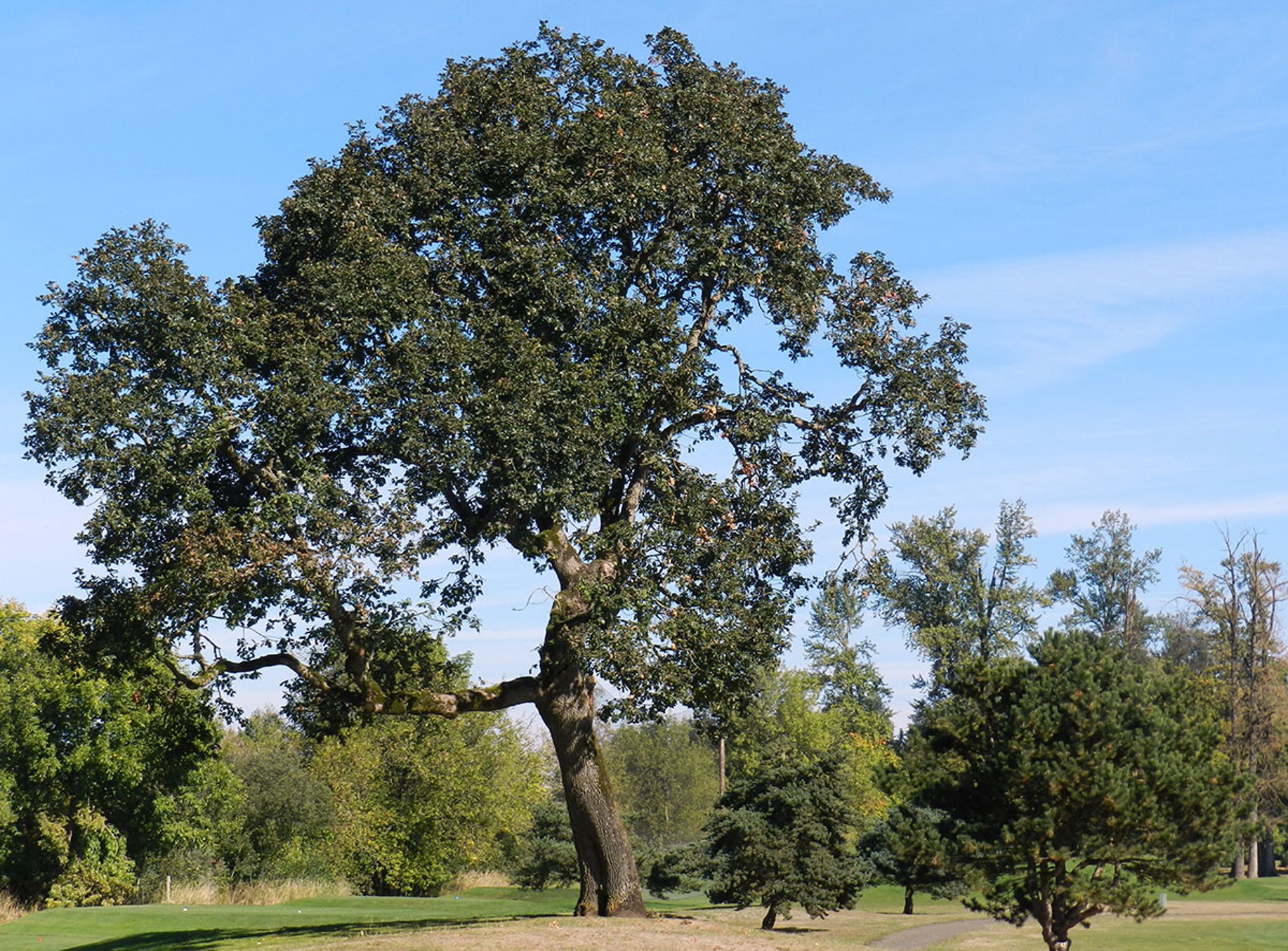 Mature Oak Tree